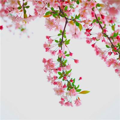 足球滚球的正规平台appapp下载